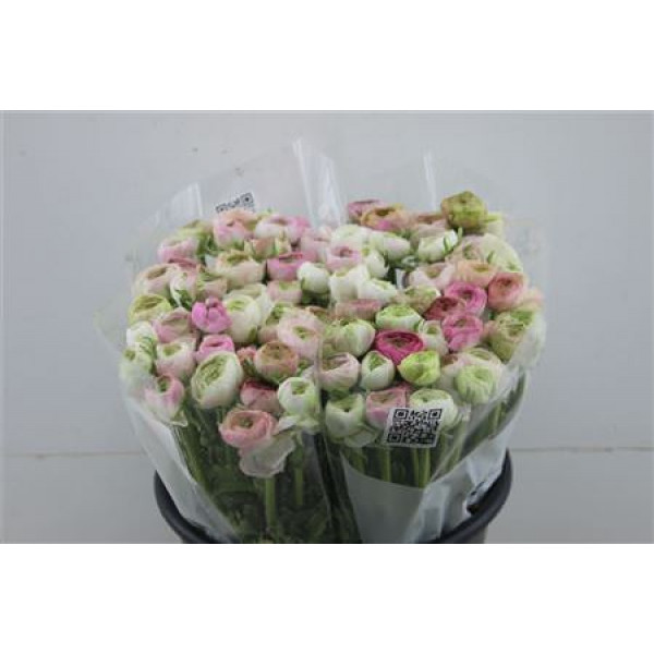 Ranunculus Elegance Cappuccino Pink 45cm A1