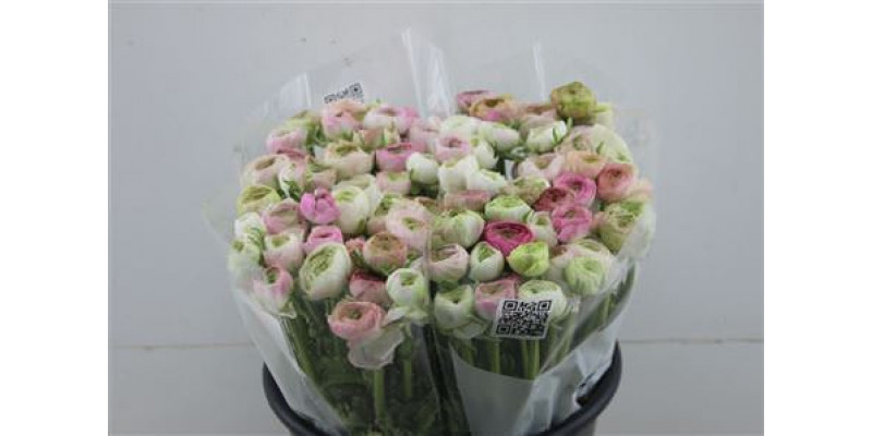 Ranunculus Elegance Cappuccino Pink 45cm A1