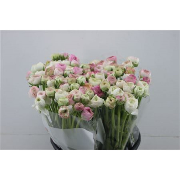 Ranunculus Elegance Cappuccino Pink 45cm A1