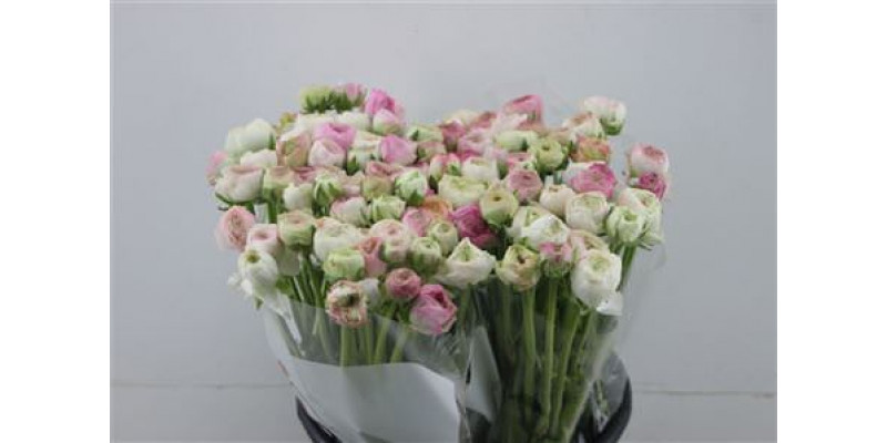 Ranunculus Elegance Cappuccino Pink 45cm A1