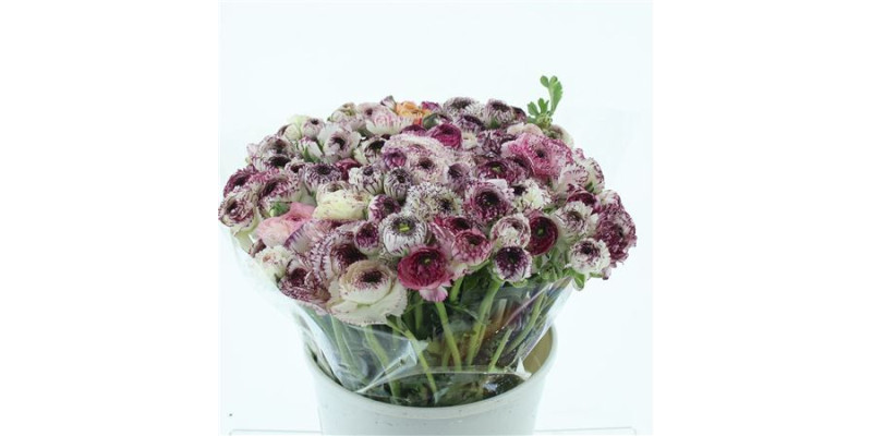 Ranunculus El Cappuccino 45 cm A1