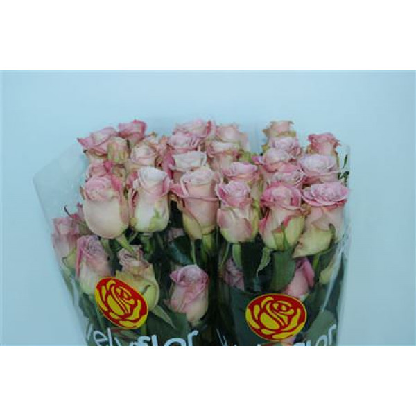 Rose Gr Eq Faith 60cm A1