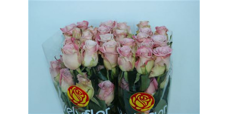 Rose Gr Eq Faith 60cm A1