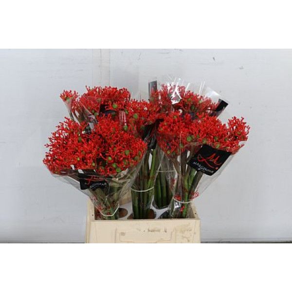 Jatropha P Firecrack 45 Red