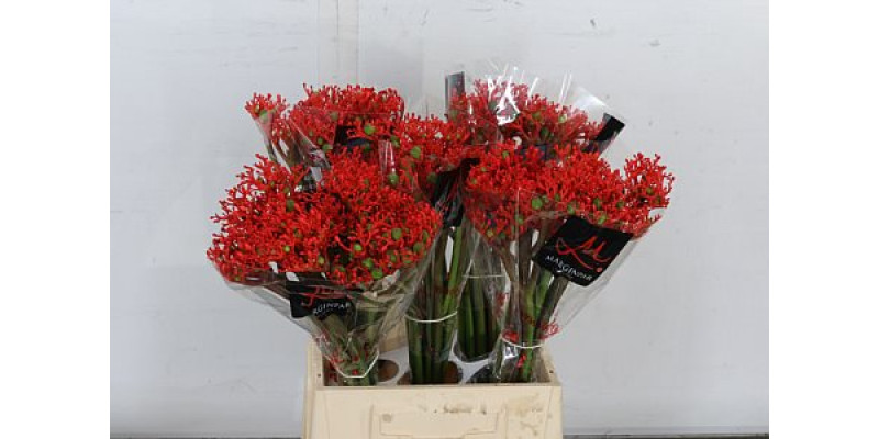 Jatropha P Firecrack 45 Red