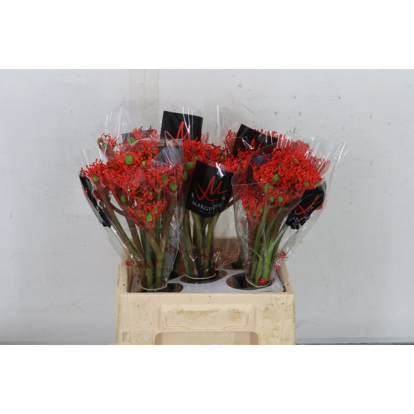 Jatropha P Firecrack 40 Red