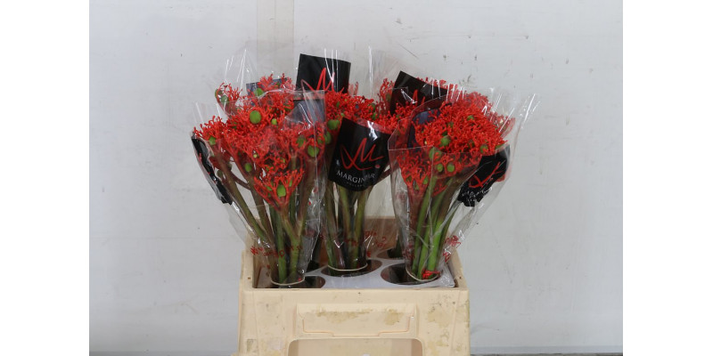 Jatropha P Firecrack 40 Red