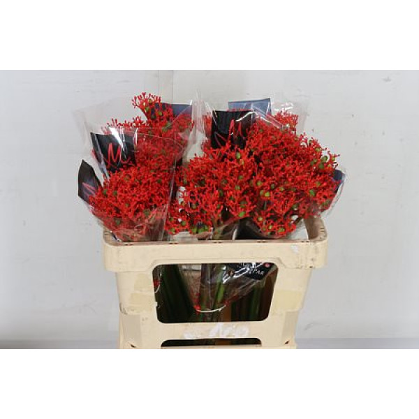 Jatropha P Firecrack 50 cm A1