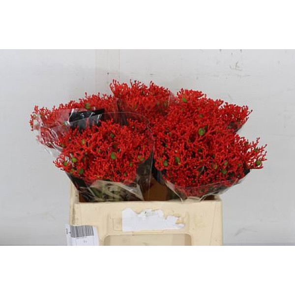 Jatropha P Firecrack 35 cm A1