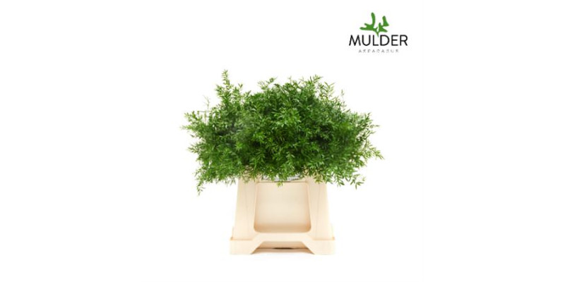 Dec Asperagus  Dens Cwebe 40cm Per 50 40 cm A1