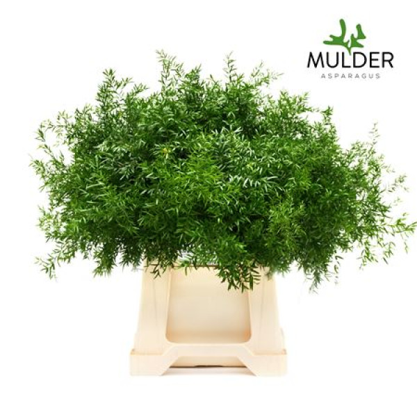 Asparagus Dens Cwebe 40 cm A1