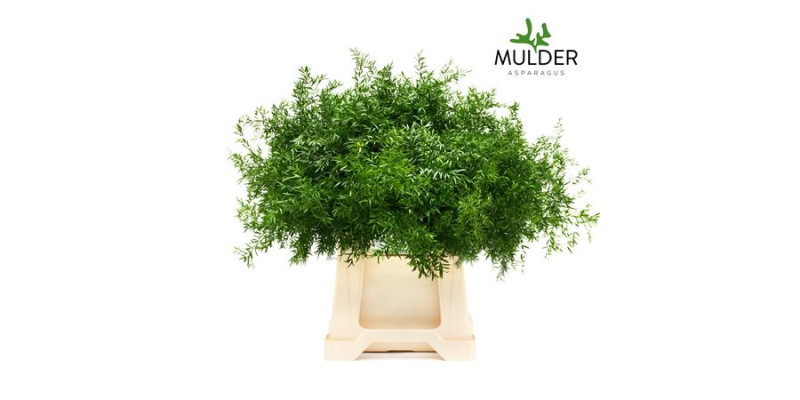 Asparagus Dens Cwebe 40 cm A1