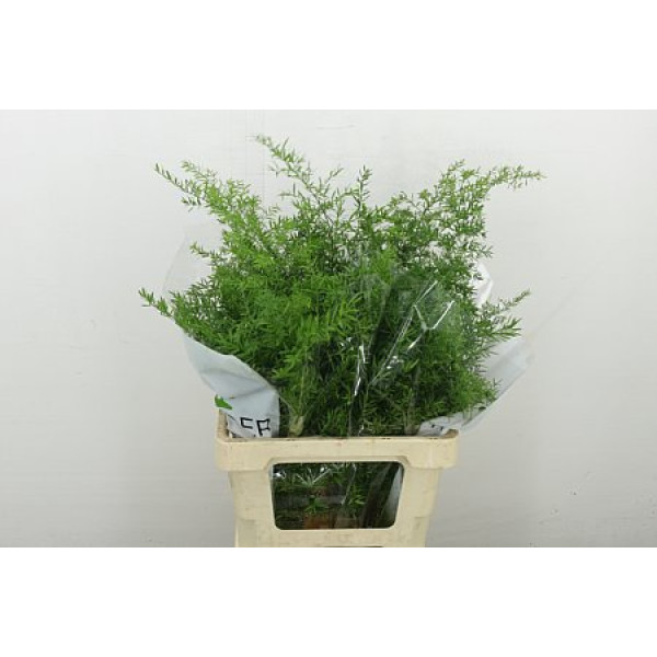 Asparagus Dens Cwebe 50 cm A1