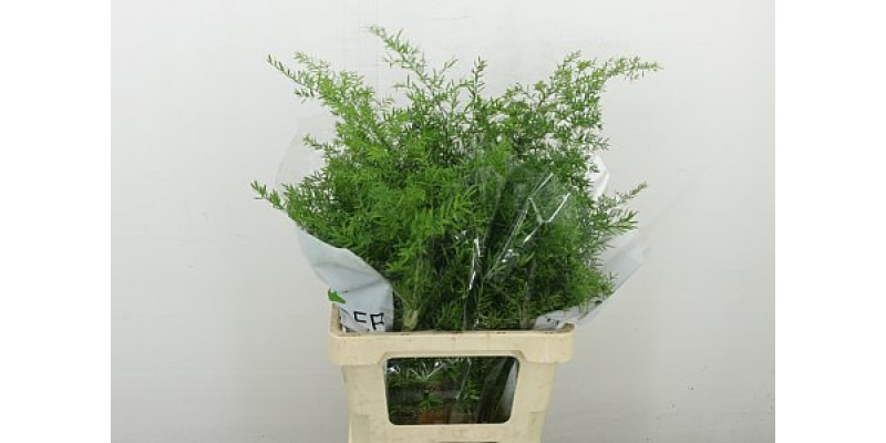 Asparagus Dens Cwebe 60 cm A1