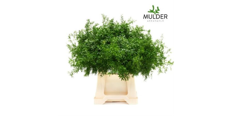 Dec Asperagus  Dens Cwebe 50cm 50 cm A1