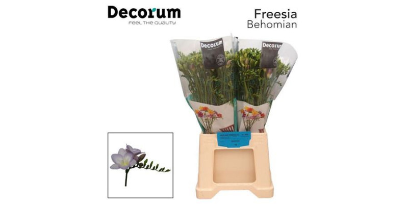 Freesias En Bohemian 56cm A1