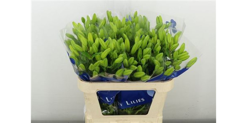 Lillys La Yellow Diamond 80 cm A1