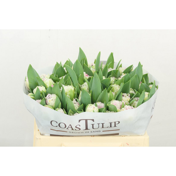 Tulips Freesias Crispion Love 34cm A1