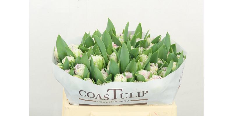 Tulips Freesias Crispion Love 34cm A1