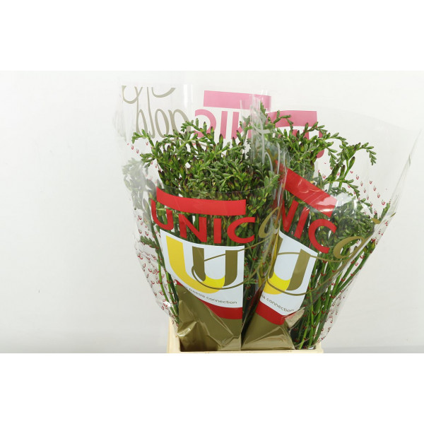 Freesias En Rubina-river 54 A1Red