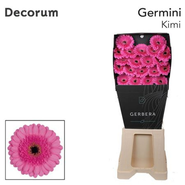 Germini Kimi Diamond 47cm A1