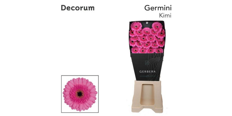 Germini Kimi Diamond 47cm A1