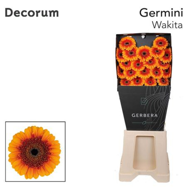 Germini Wakita Diamond 47cm A1