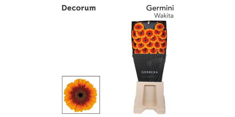 Germini Wakita Diamond 47cm A1