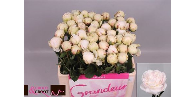 Peonies Odile 55cm A1