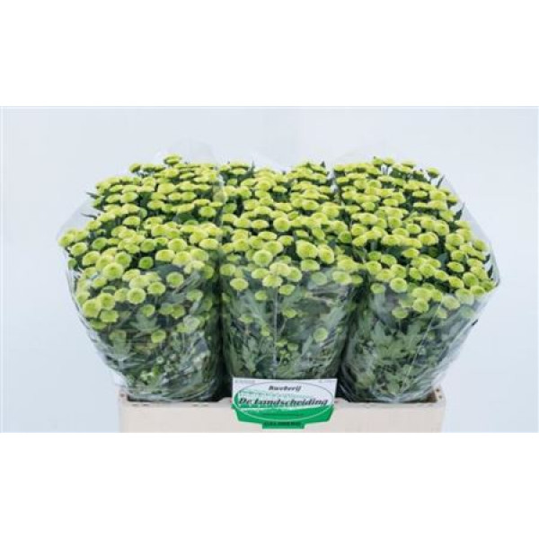 Chrysanthemums San Cal Minty 55cm A1 Col-Green