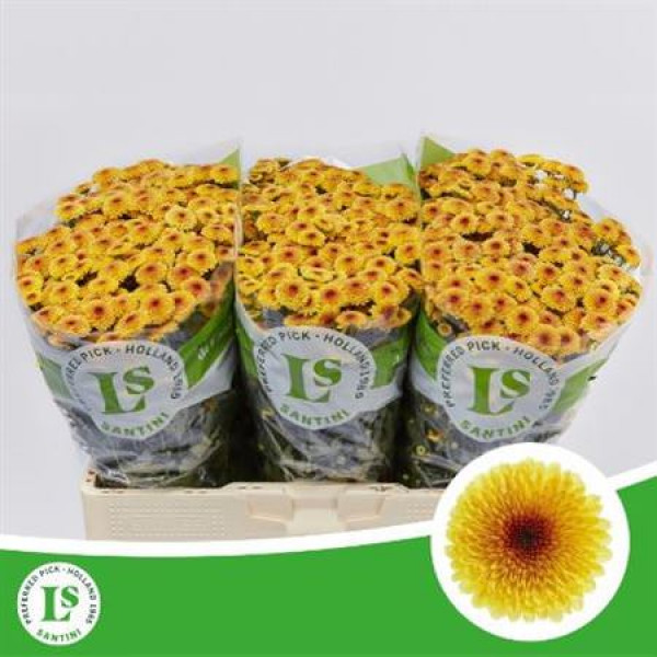Chrysanthemums S Calimero Shiny 55cm A1