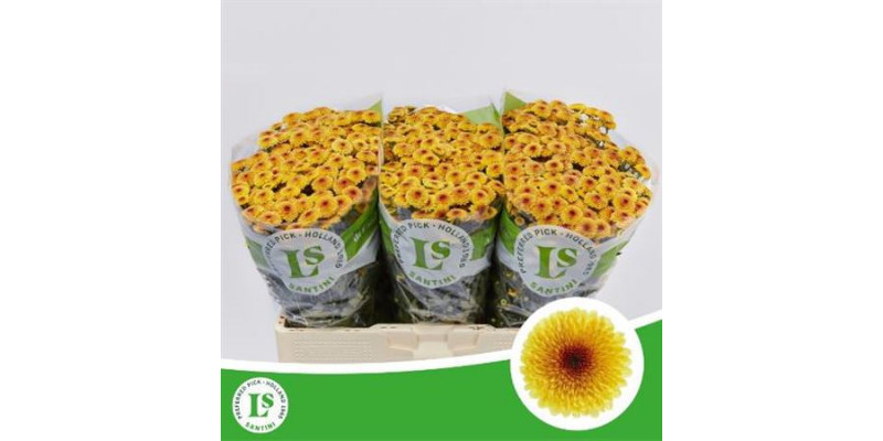 Chrysanthemums S Calimero Shiny 55cm A1