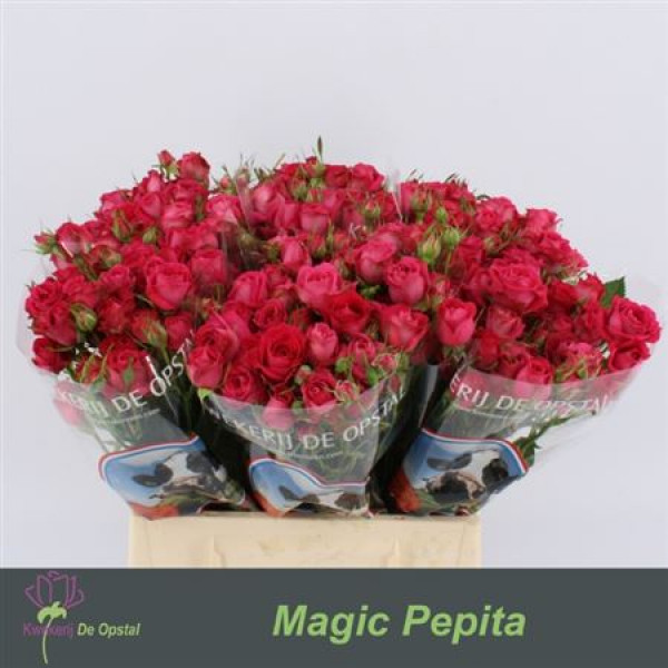 Rose Tr Magic Pepita 60cm  Col-PINK