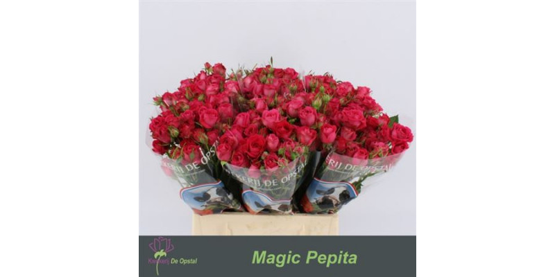 Rose Tr Magic Pepita 60cm  Col-PINK