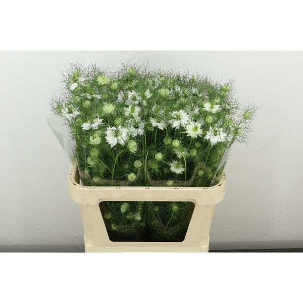 Nige D White Lady Bs 75 cm A1