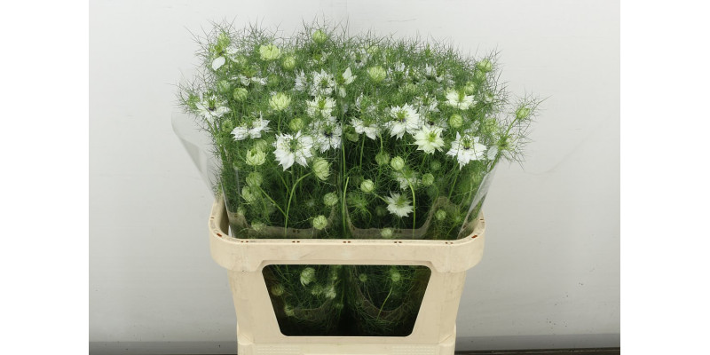 Nige D White Lady Bs 75 cm A1
