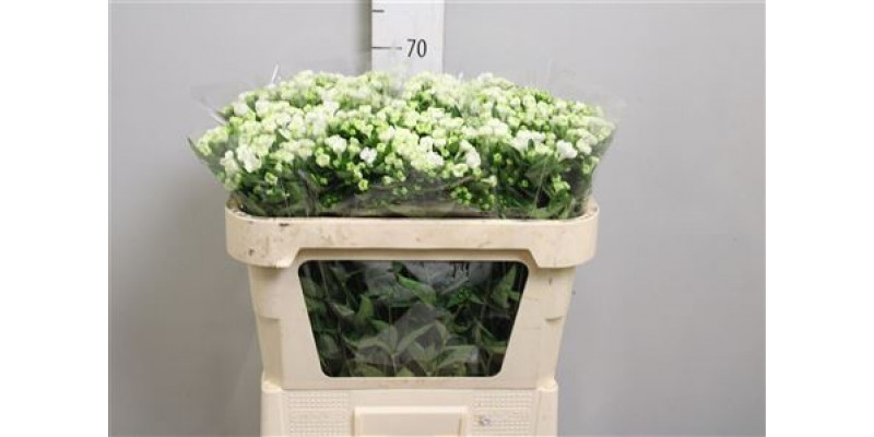 Bouvardia En White Verde 70cm A1