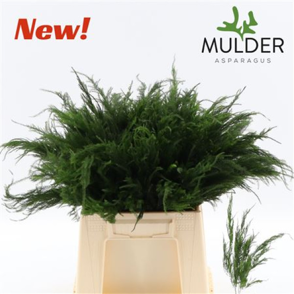 Dec Asperagus  S Pyramidalis 40cm 40 cm A1