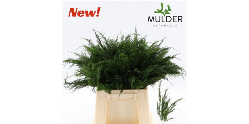 Dec Asperagus  S Pyramidalis 40cm 40 cm A1