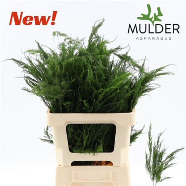 Dec Asperagus  S Pyramidalis 60cm 60 cm A1