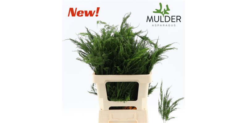Dec Asperagus  S Pyramidalis 60cm 60 cm A1