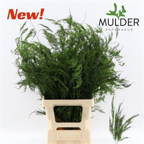 Dec Asperagus  S Pyramidalis 80cm 80 cm A1