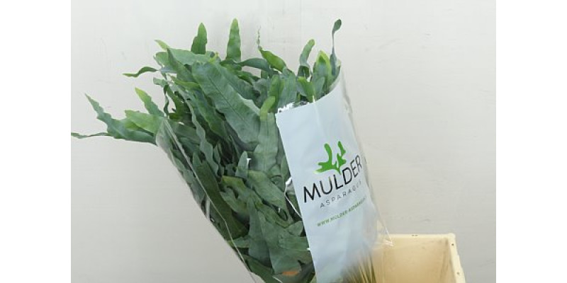 Cyrtomium Fort 55cm A1