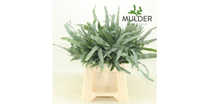 Dec Cyrtomium Fort 40cm Per 50 40 cm A1