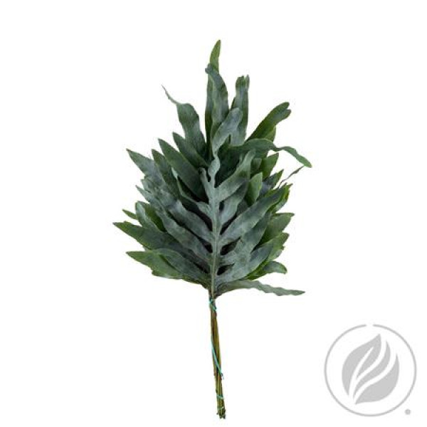 Phlebodium Primera 45 cm A1