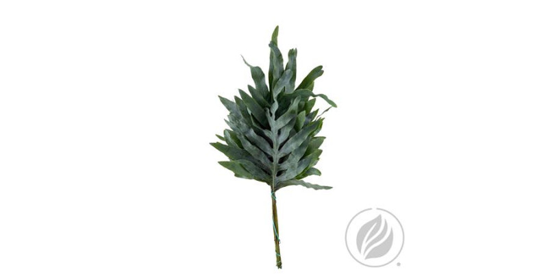 Phlebodium Primera 45 cm A1