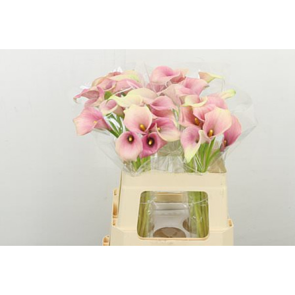 Zanthedeschias Calla Lilly Honeymoon 60cm A1