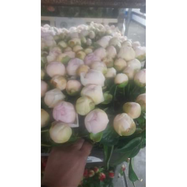 Peonies Chiffon Parfait 6 cm 0 A1