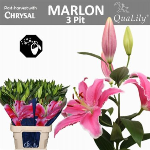 Lillys Or Marlon 3 + 85cm A1 Col-Pink