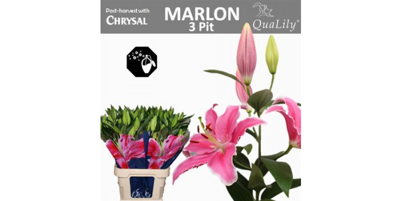 Lillys Or Marlon 3 + 85cm A1 Col-Pink